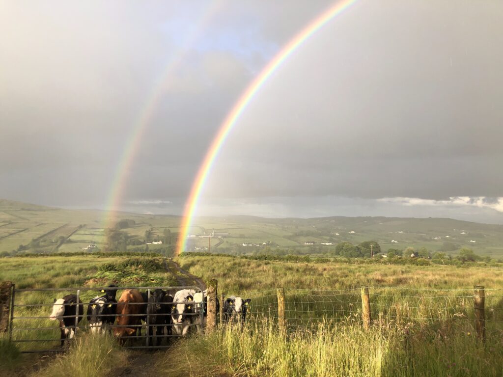 Double rainbow over cows in field
