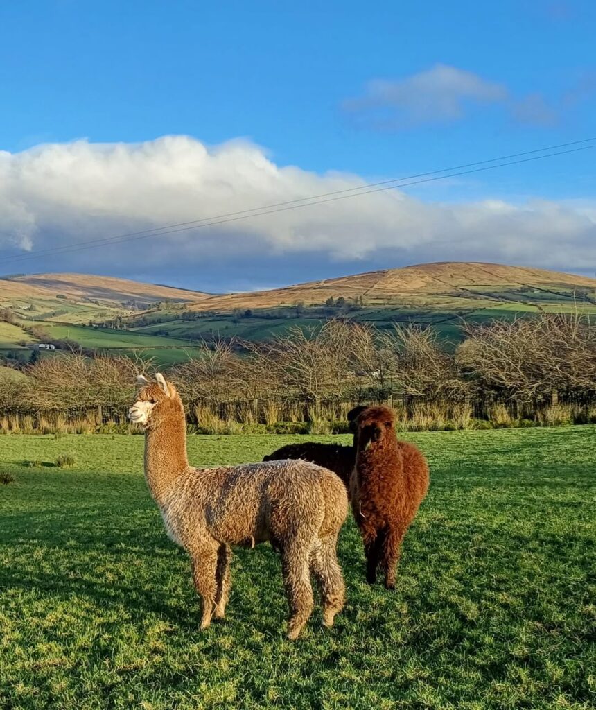 Alpacas in a field